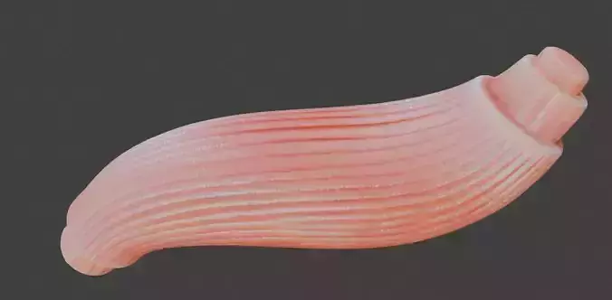 3D Model of Skeletal Muscle Fiber 