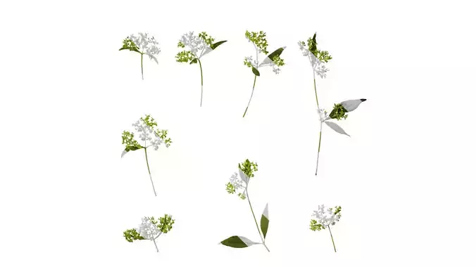 Anydrafts Patrinia monandra Atlas 03