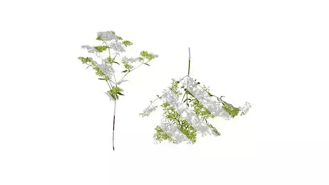 Anydrafts Patrinia monandra Atlas 04