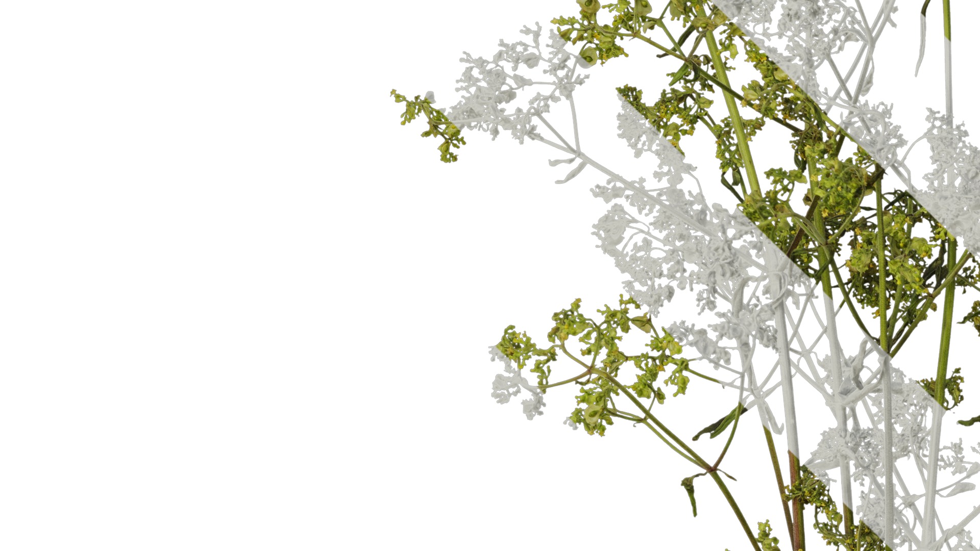 Anydrafts Patrinia monandra Atlas 06 Texture_3