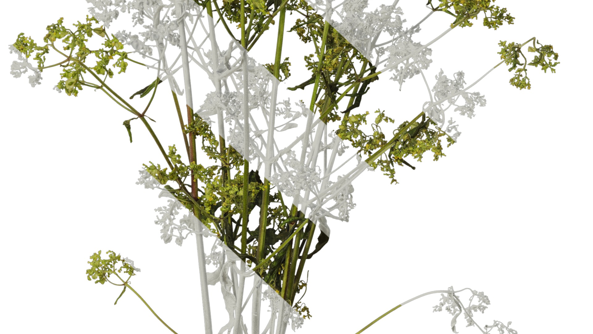 Anydrafts Patrinia monandra Atlas 06 Texture_7