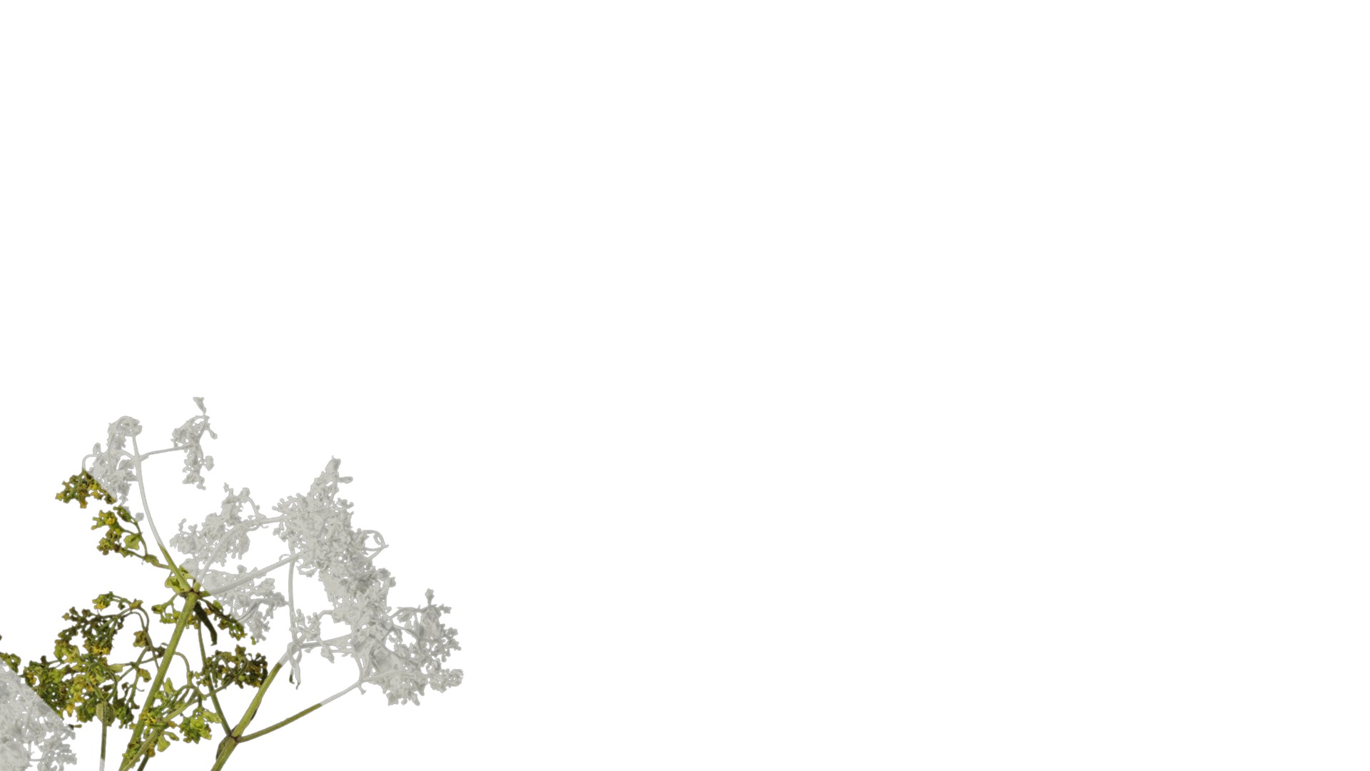 Anydrafts Patrinia monandra Atlas 06 Texture_2