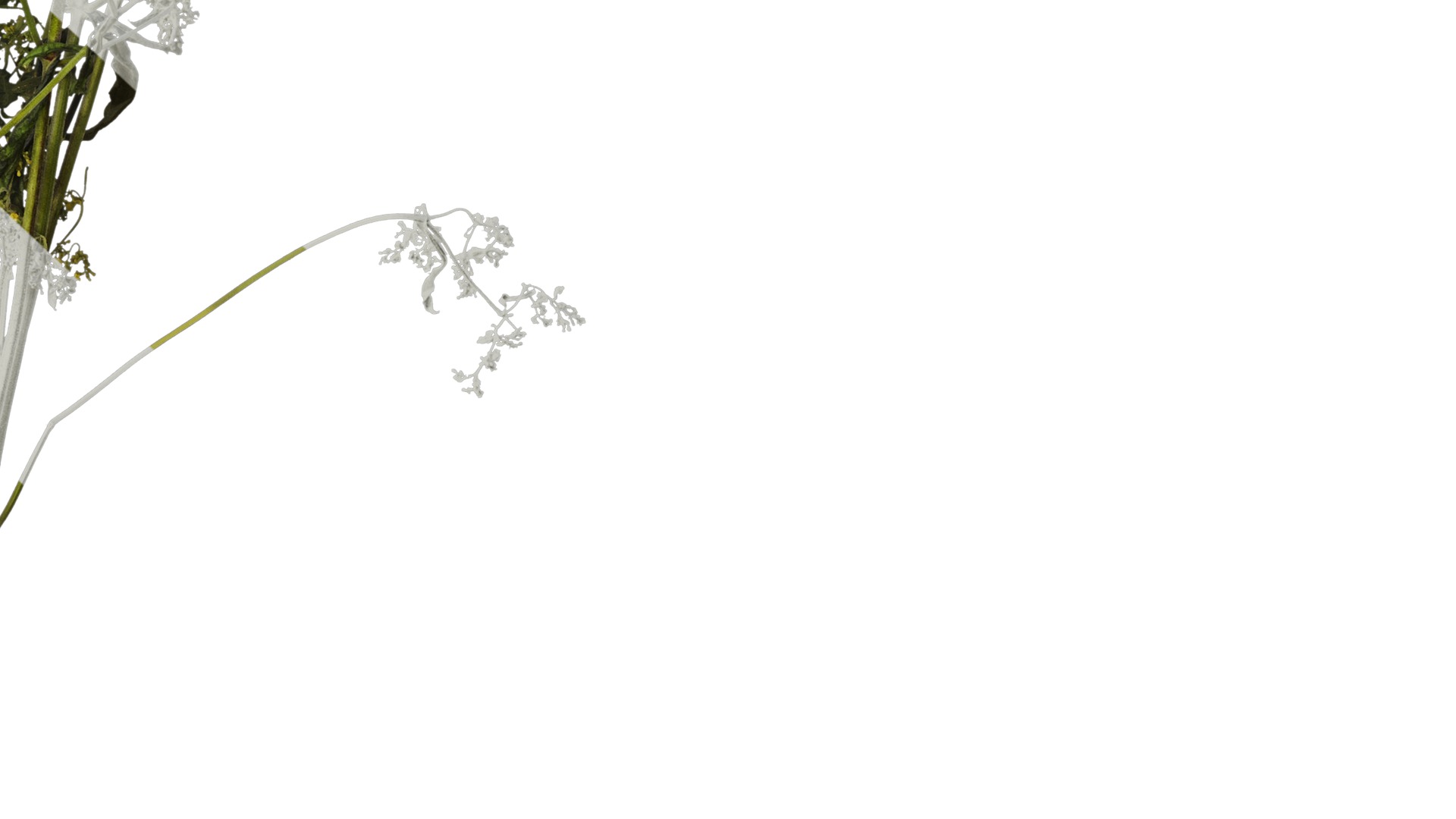 Anydrafts Patrinia monandra Atlas 06 Texture_6