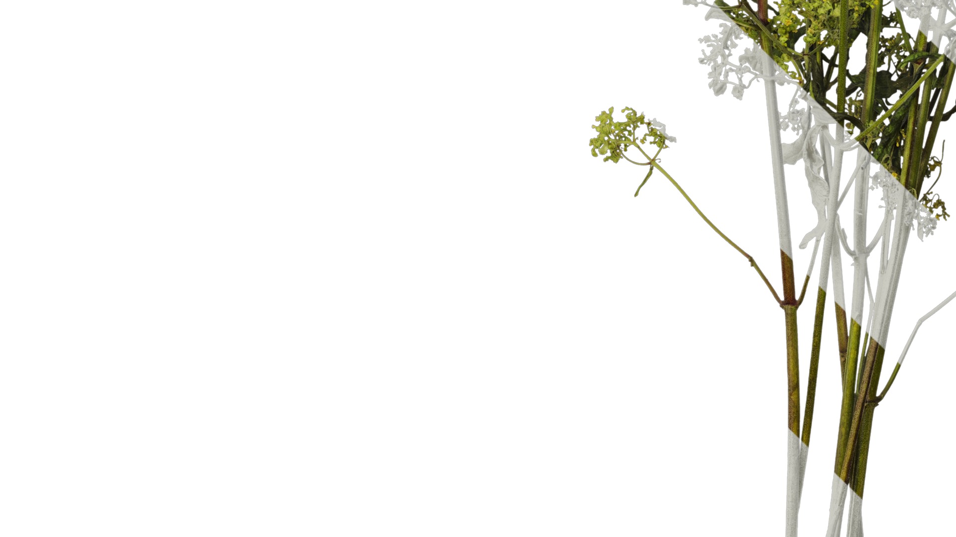 Anydrafts Patrinia monandra Atlas 06 Texture_5