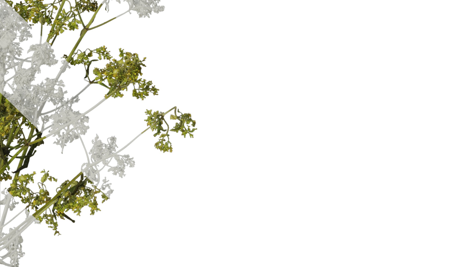 Anydrafts Patrinia monandra Atlas 06 Texture_4