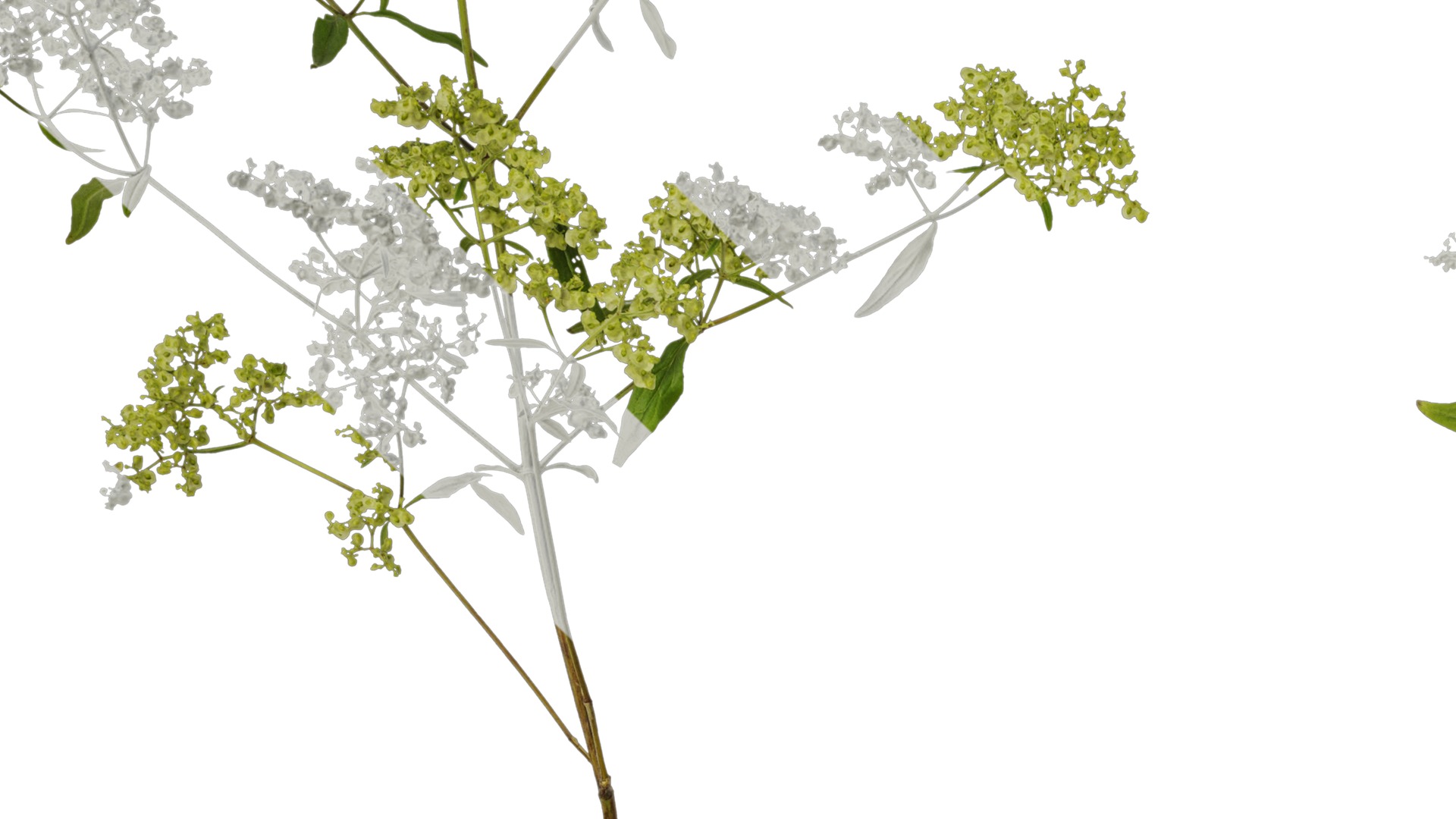 Anydrafts Patrinia monandra Atlas 08 Texture_3