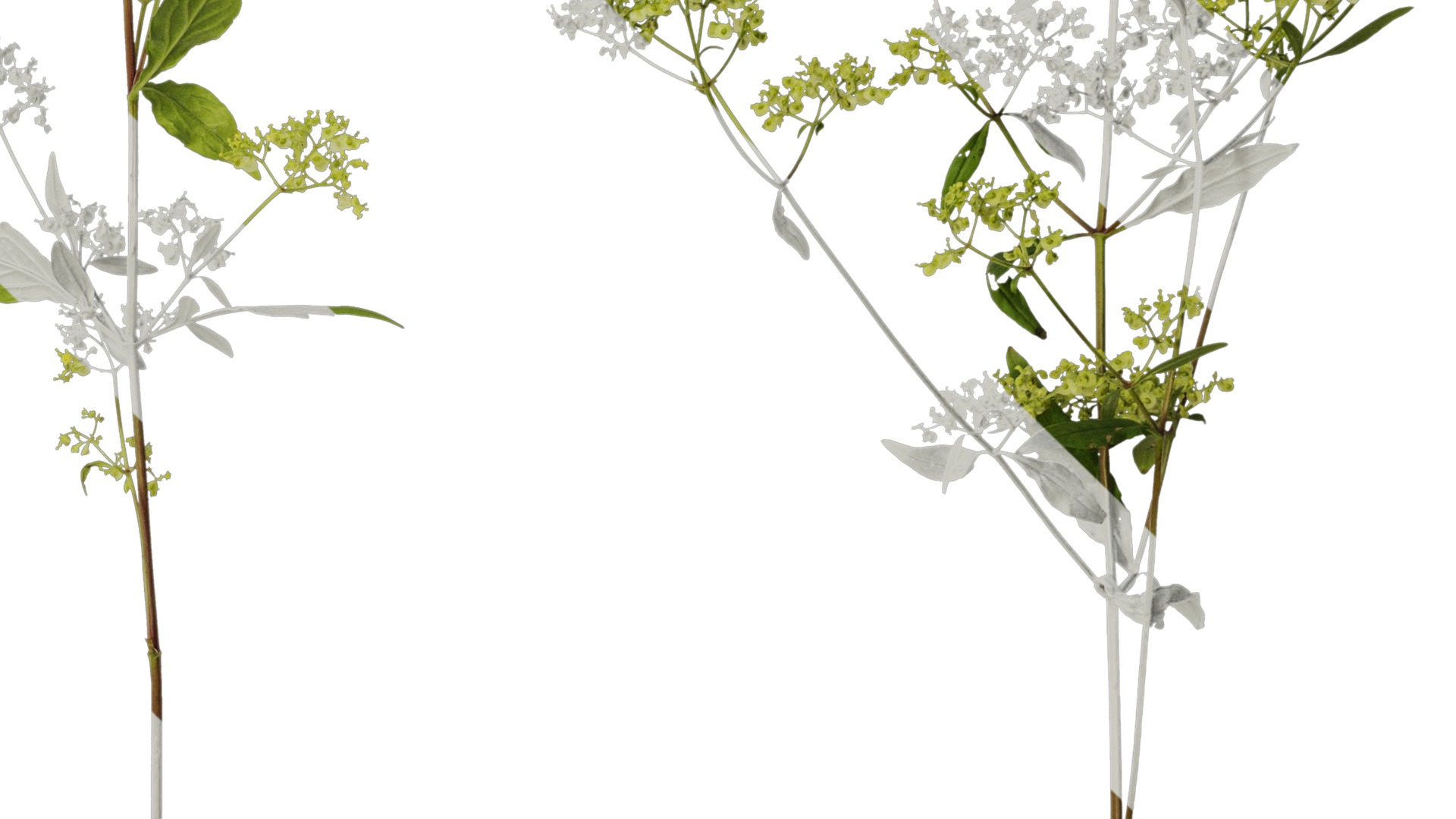 Anydrafts Patrinia monandra Atlas 08 Texture_4