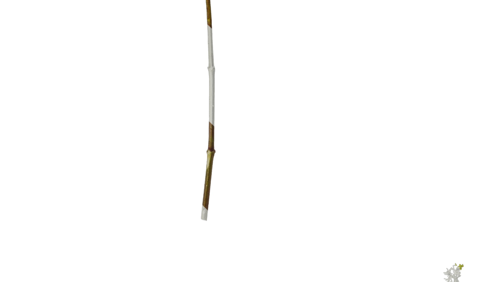 Anydrafts Patrinia monandra Atlas 08 Texture_5