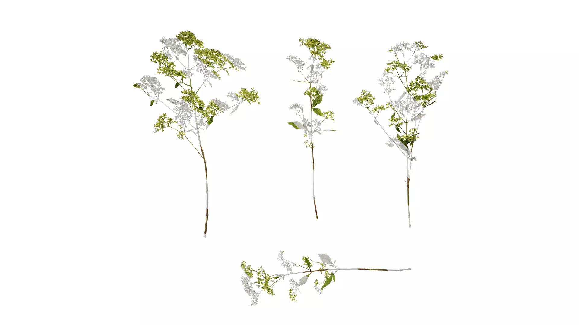 Anydrafts Patrinia monandra Atlas 08 Texture_0