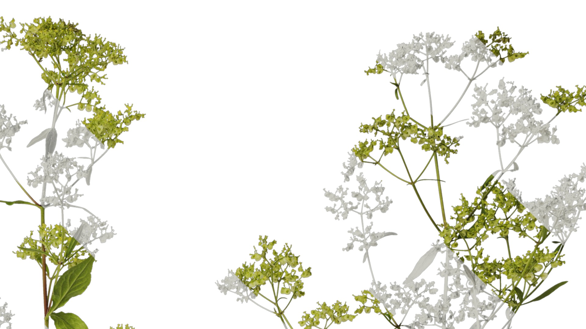 Anydrafts Patrinia monandra Atlas 08 Texture_2