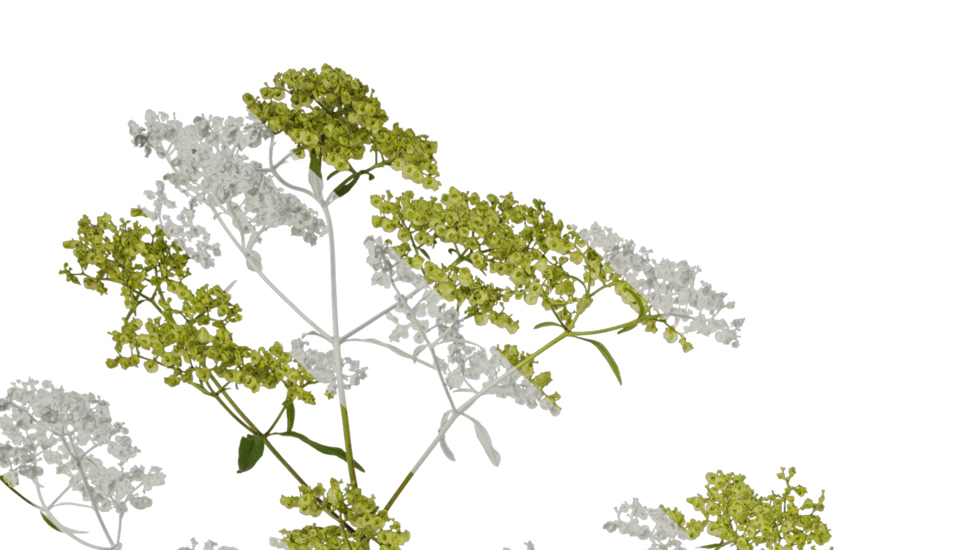 Anydrafts Patrinia monandra Atlas 08 Texture_1