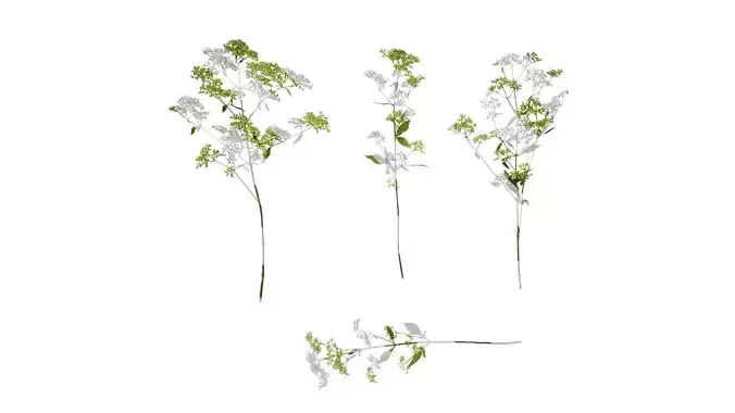 Anydrafts Patrinia monandra Atlas 08