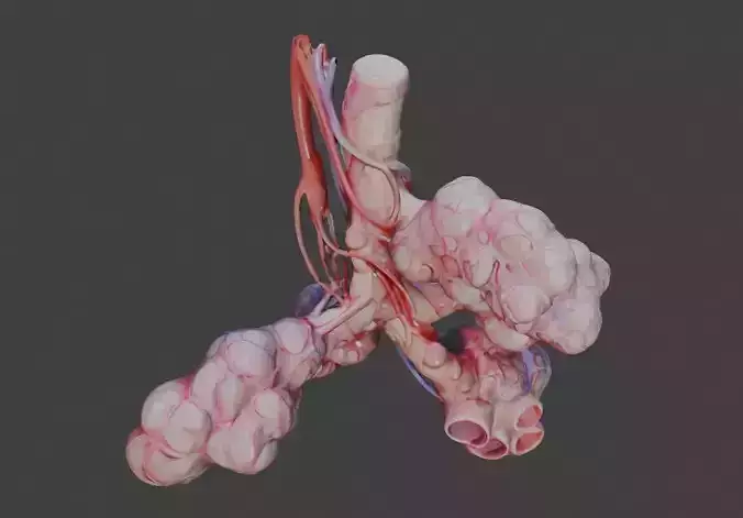 3D Model of Realistic Human Bronchi Alveoli Anatomy 3D print model