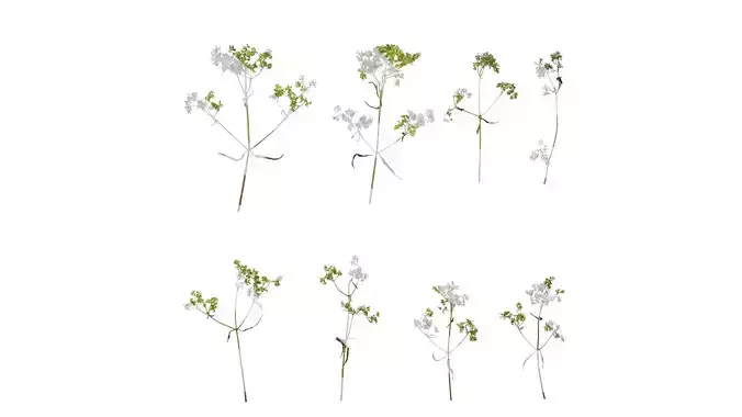 Anydrafts Patrinia monandra Atlas 10