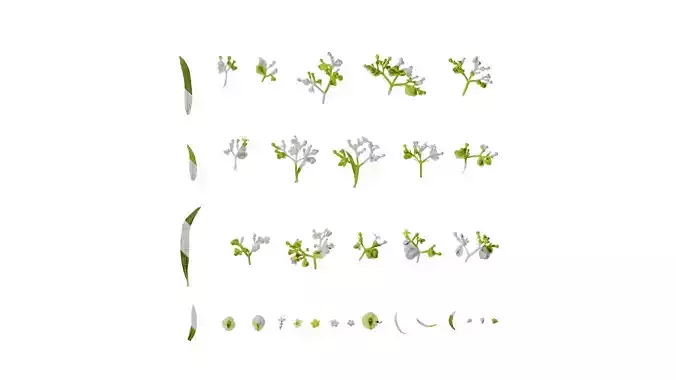 Anydrafts Patrinia monandra Flower 01