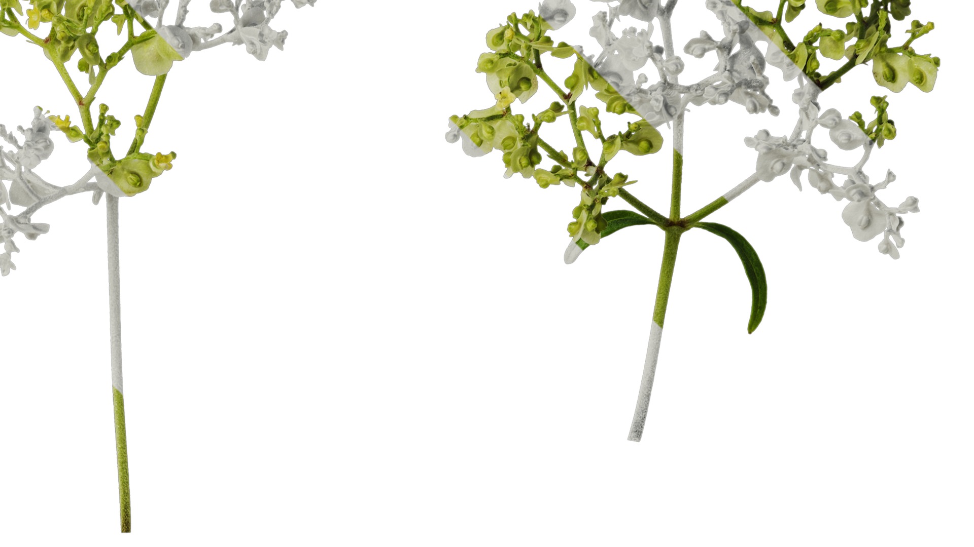 Anydrafts Patrinia monandra Flower 02 Texture_2