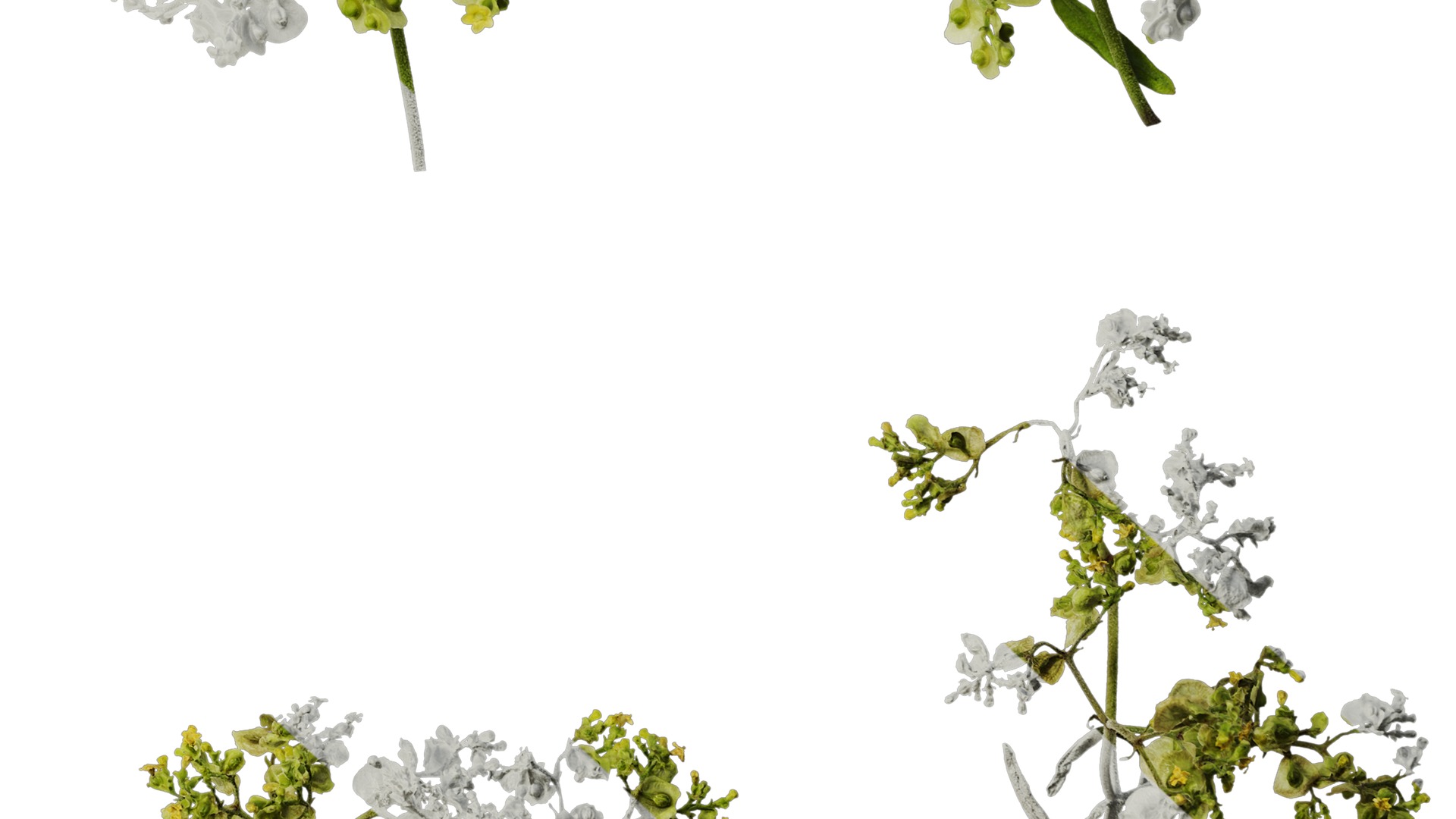 Anydrafts Patrinia monandra Flower 02 Texture_5