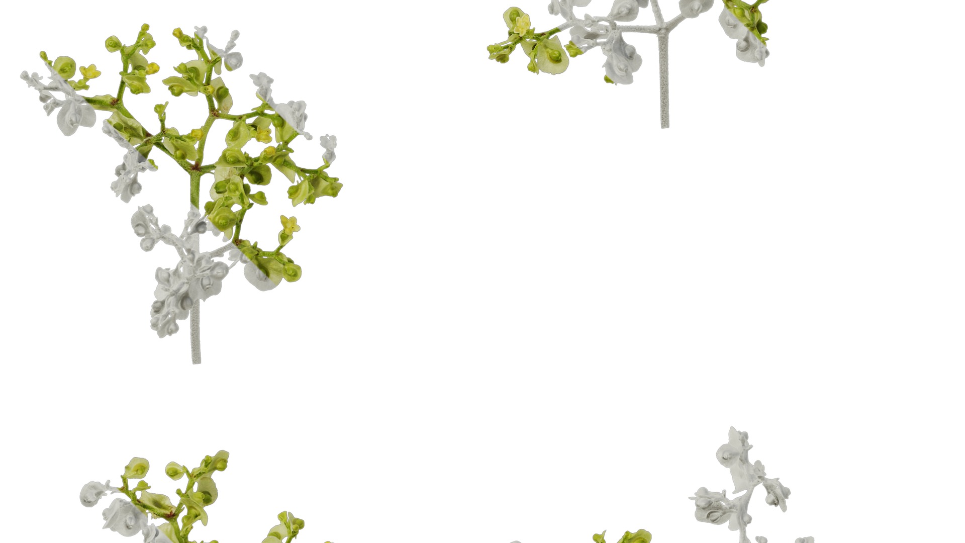 Anydrafts Patrinia monandra Flower 02 Texture_4