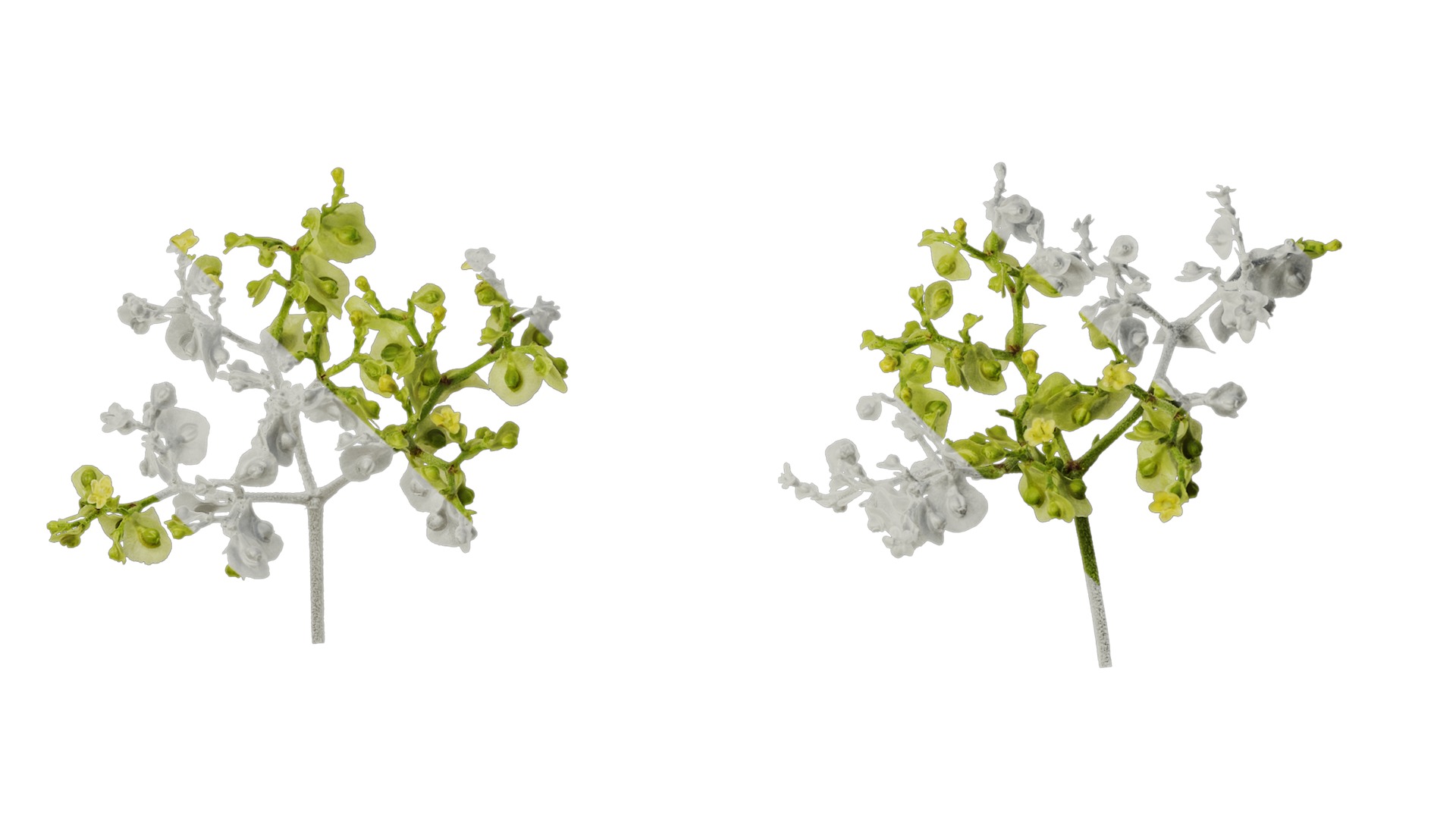 Anydrafts Patrinia monandra Flower 02 Texture_6