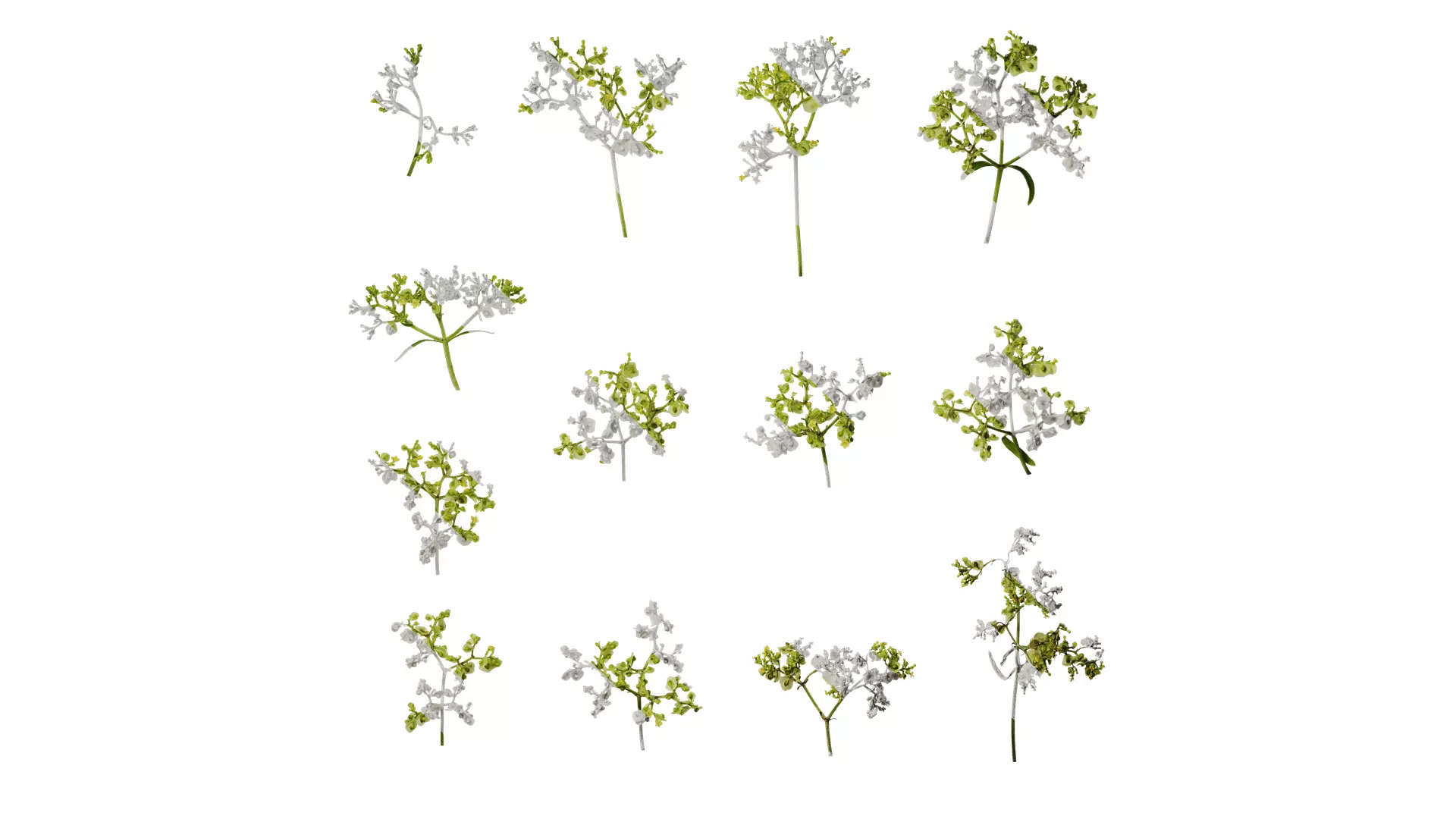 Anydrafts Patrinia monandra Flower 02 Texture_0