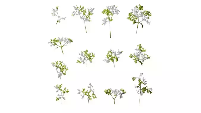 Anydrafts Patrinia monandra Flower 02