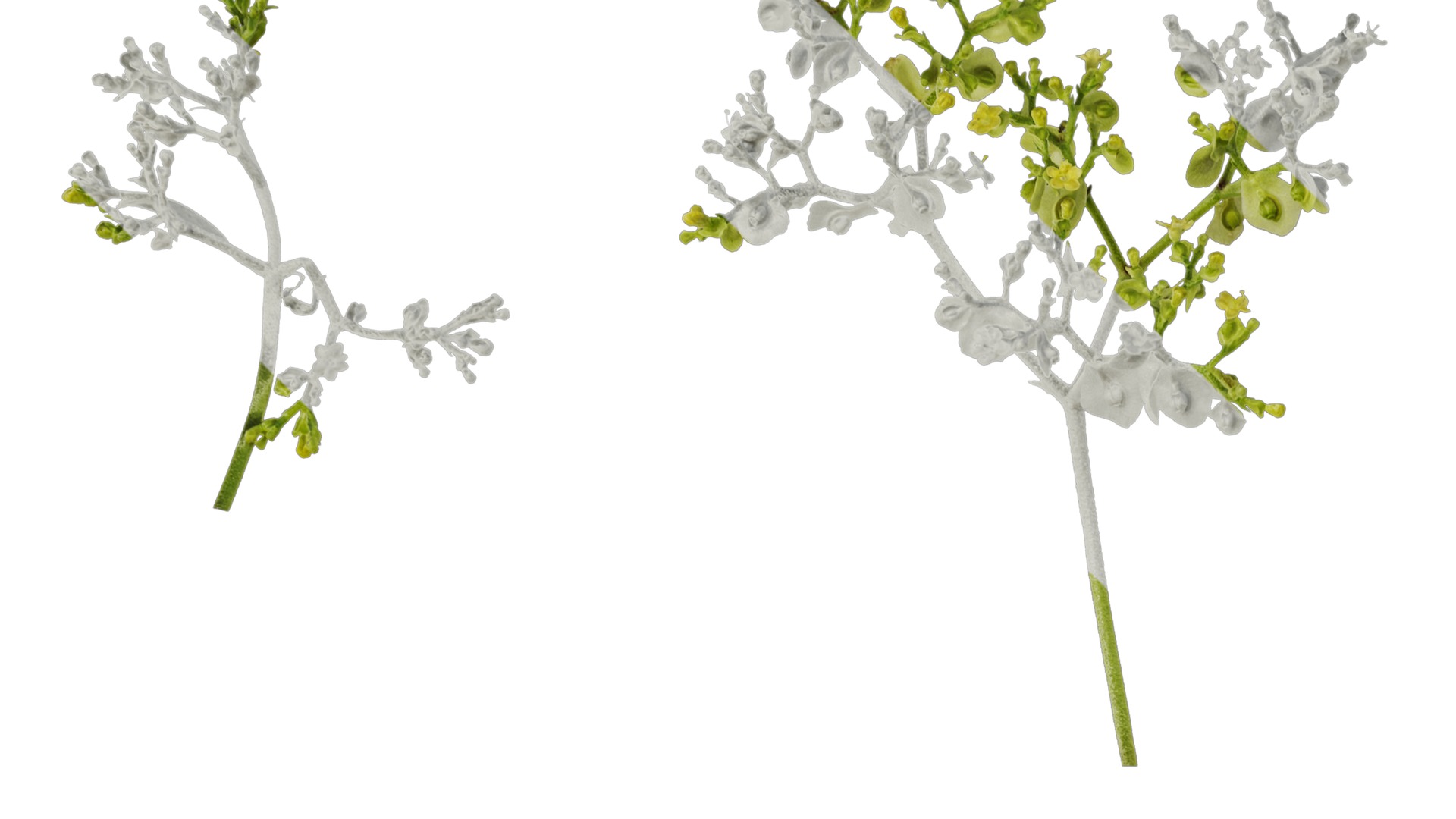 Anydrafts Patrinia monandra Flower 02 Texture_1