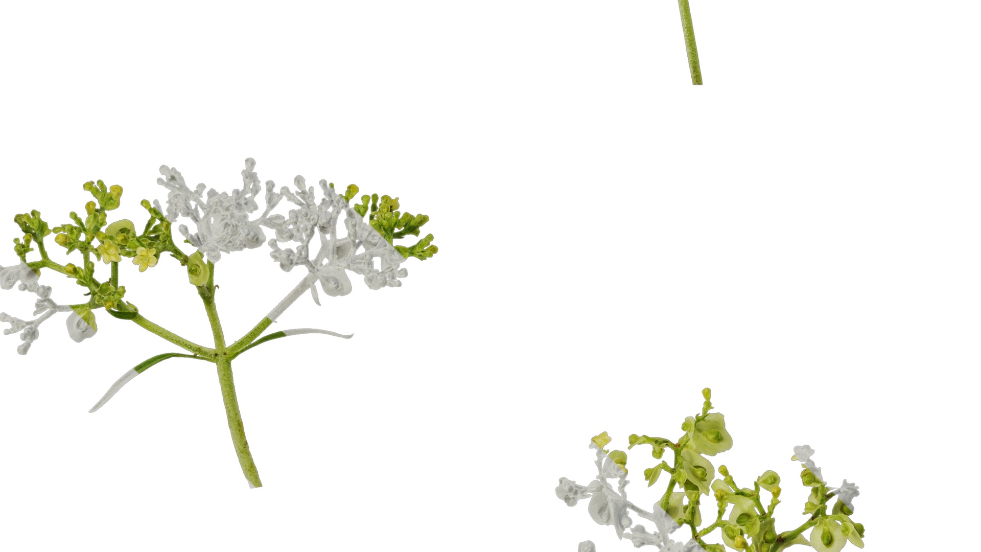 Anydrafts Patrinia monandra Flower 02 Texture_3