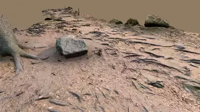 Forest path with roots