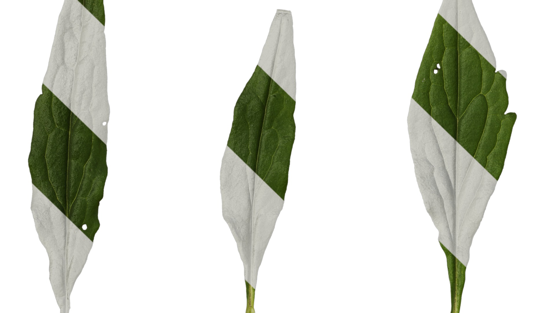 Anydrafts Patrinia monandra Leaf 01 Texture_1