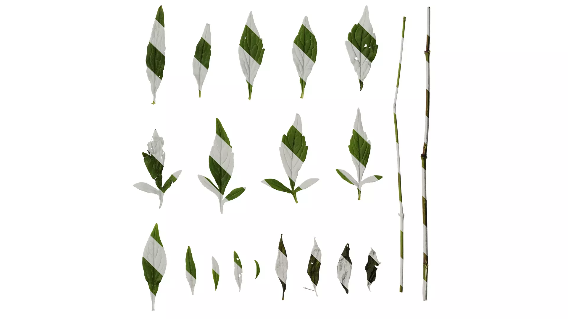 Anydrafts Patrinia monandra Leaf 01 Texture_0