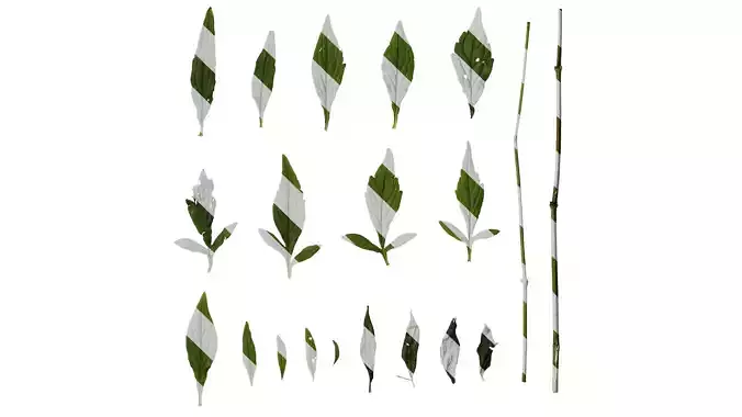 Anydrafts Patrinia monandra Leaf 01