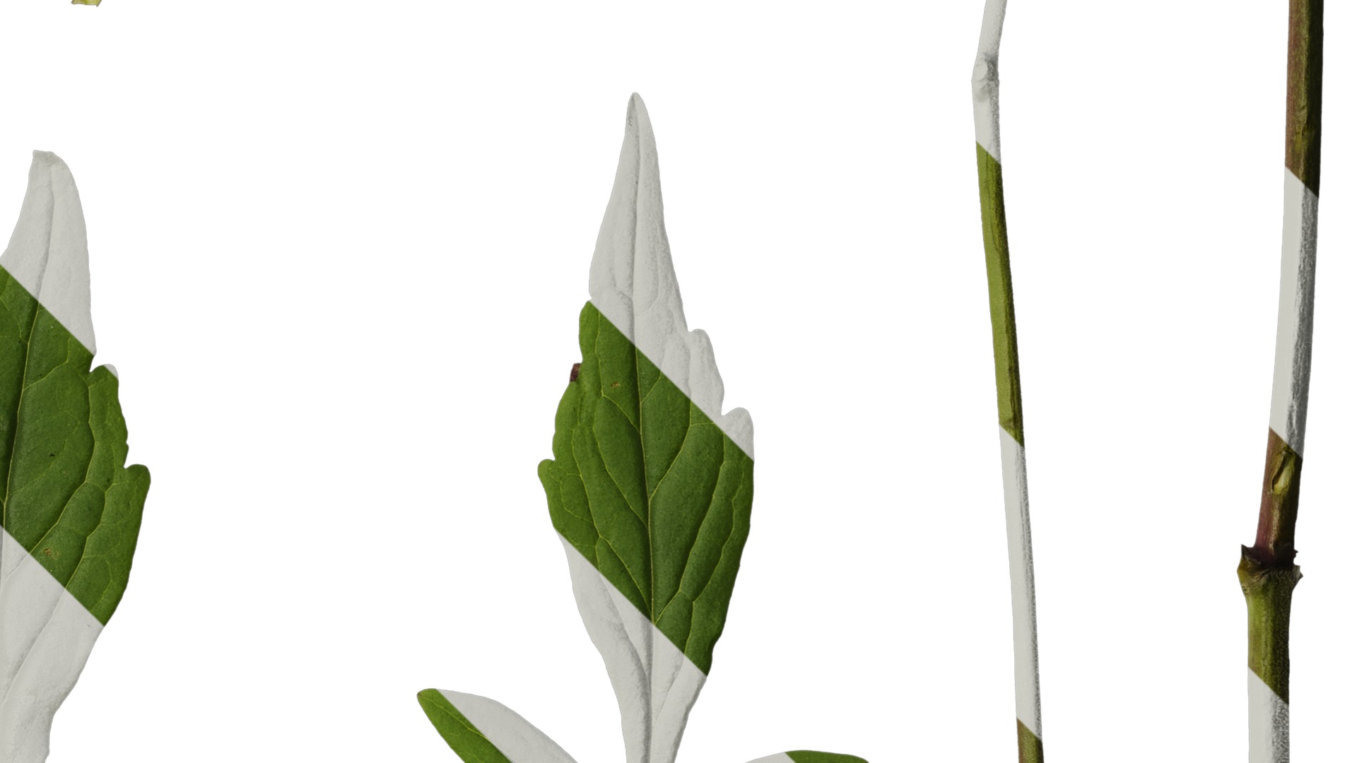 Anydrafts Patrinia monandra Leaf 01 Texture_4