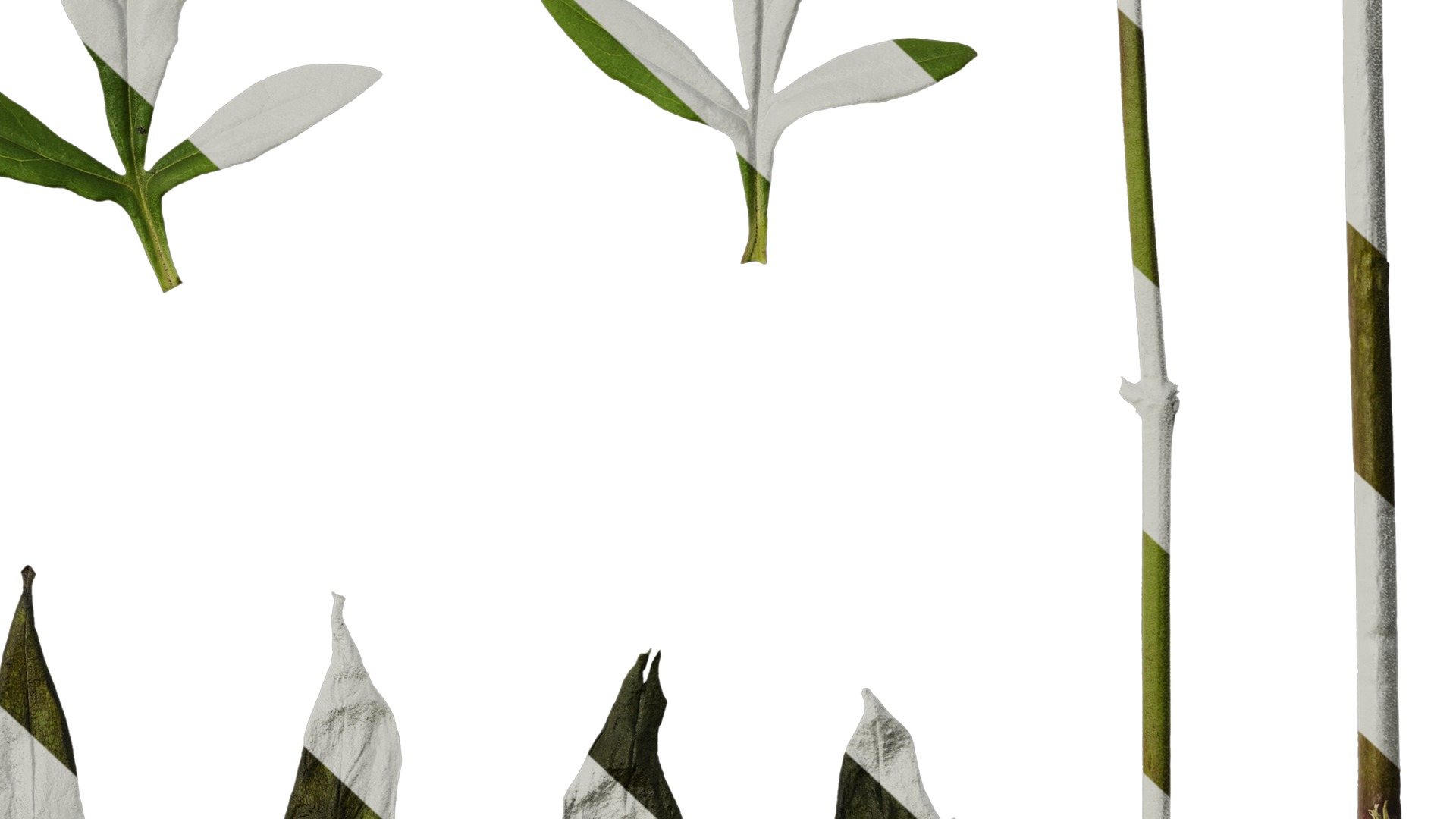 Anydrafts Patrinia monandra Leaf 01 Texture_6