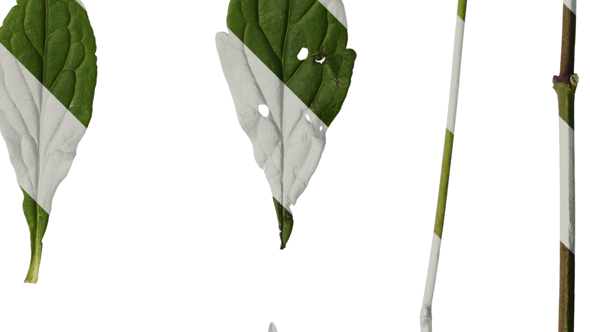 Anydrafts Patrinia monandra Leaf 01 Texture_2