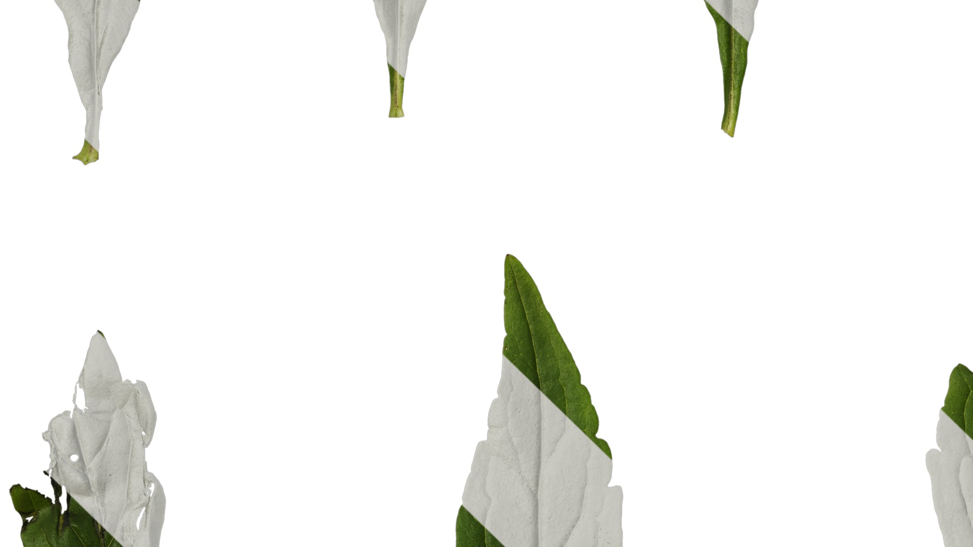 Anydrafts Patrinia monandra Leaf 01 Texture_3