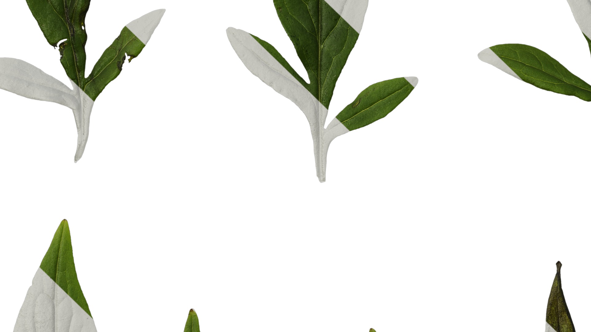 Anydrafts Patrinia monandra Leaf 01 Texture_5