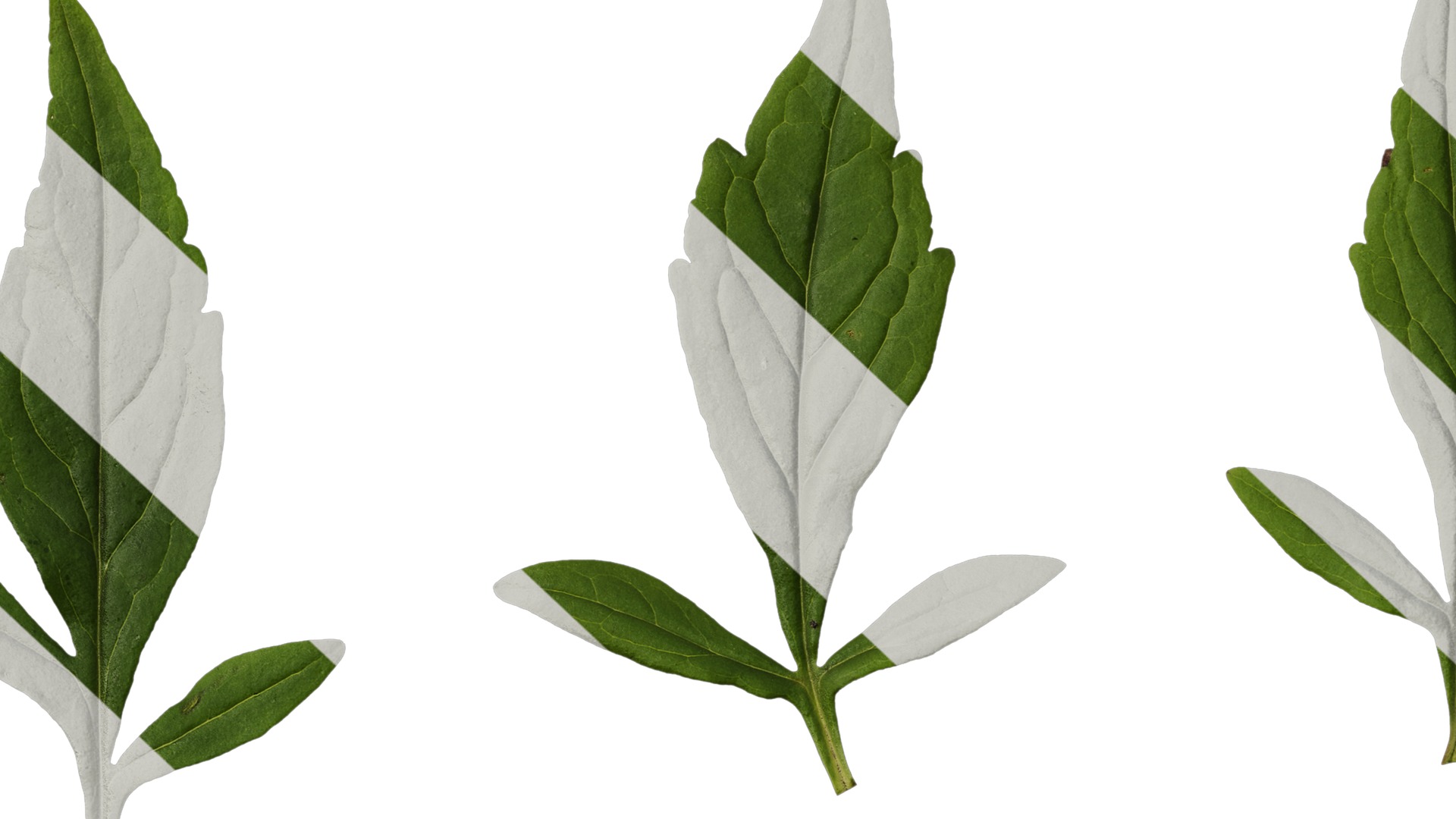 Anydrafts Patrinia monandra Leaf 01 Texture_7