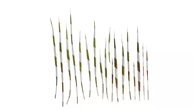 Anydrafts Pennisetum purpureum princess Leaf 02