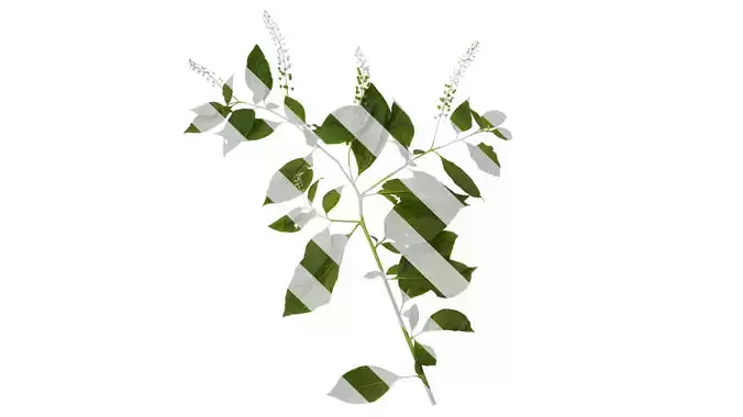 Anydrafts Phytolacca acinosa Atlas 08