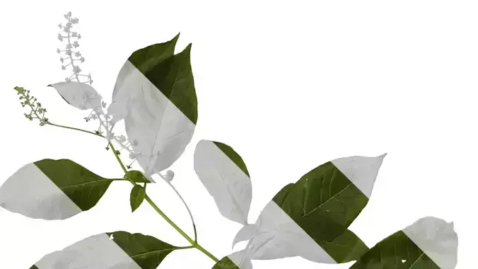 Anydrafts Phytolacca acinosa Atlas 09