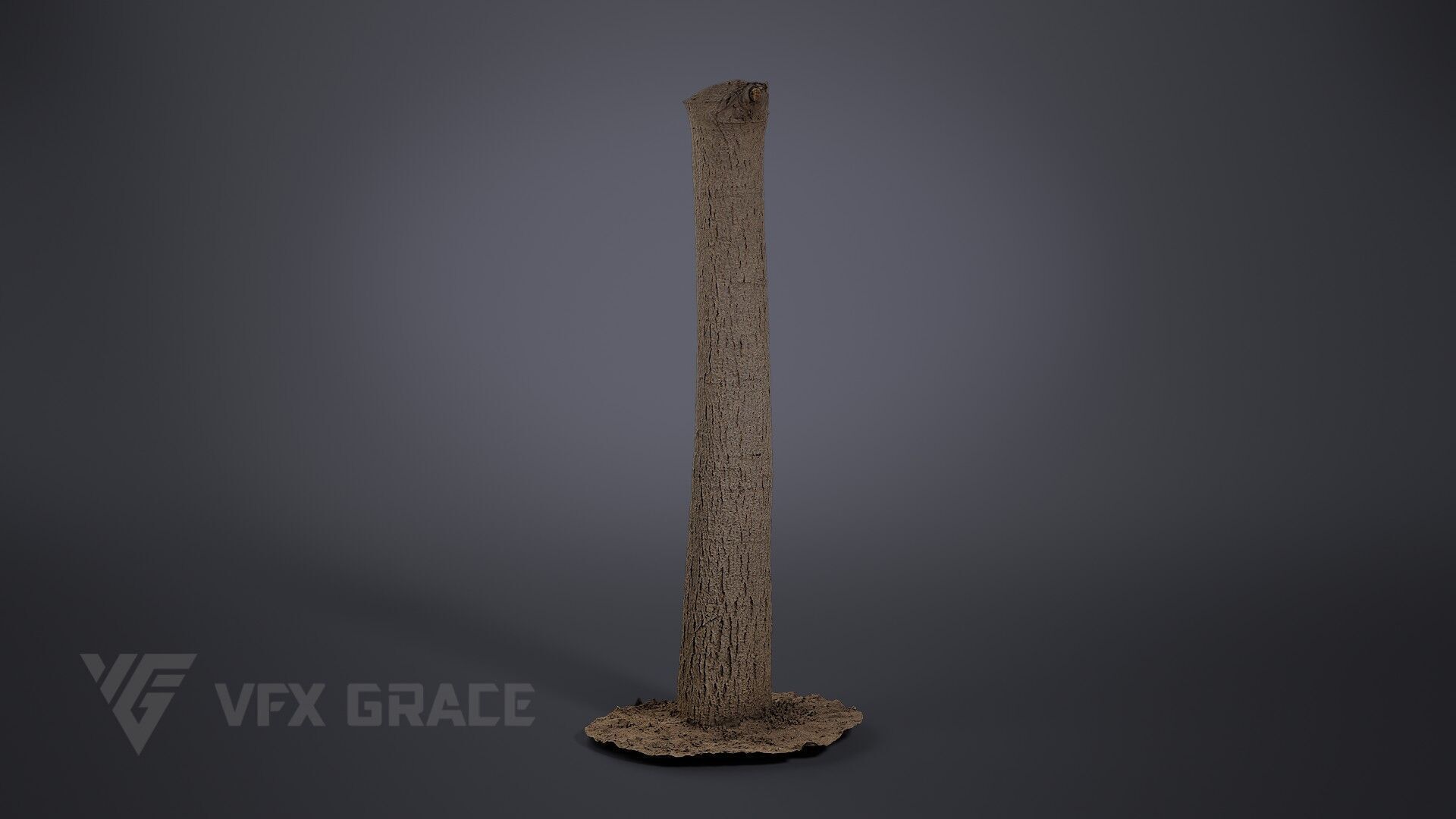 Walnut Tree 004 3D model_3
