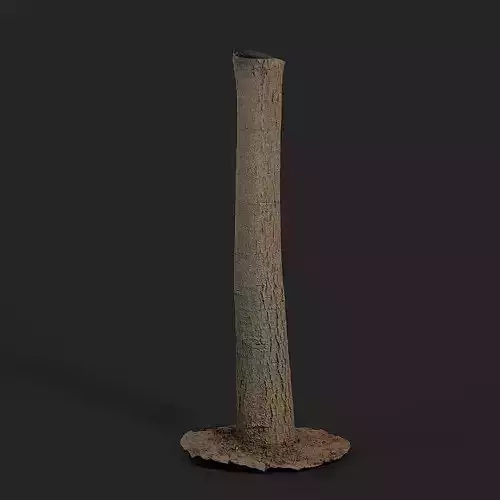 Walnut Tree 004 3D model