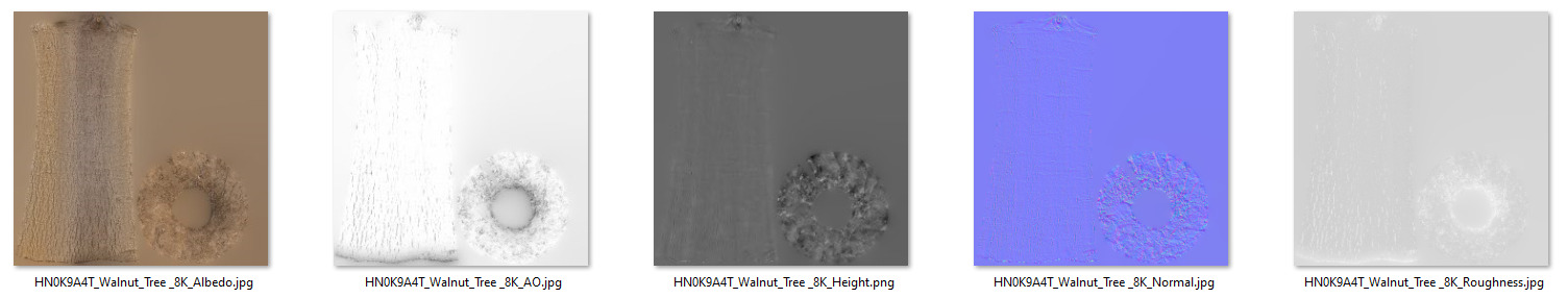 Walnut Tree 004 3D model_9