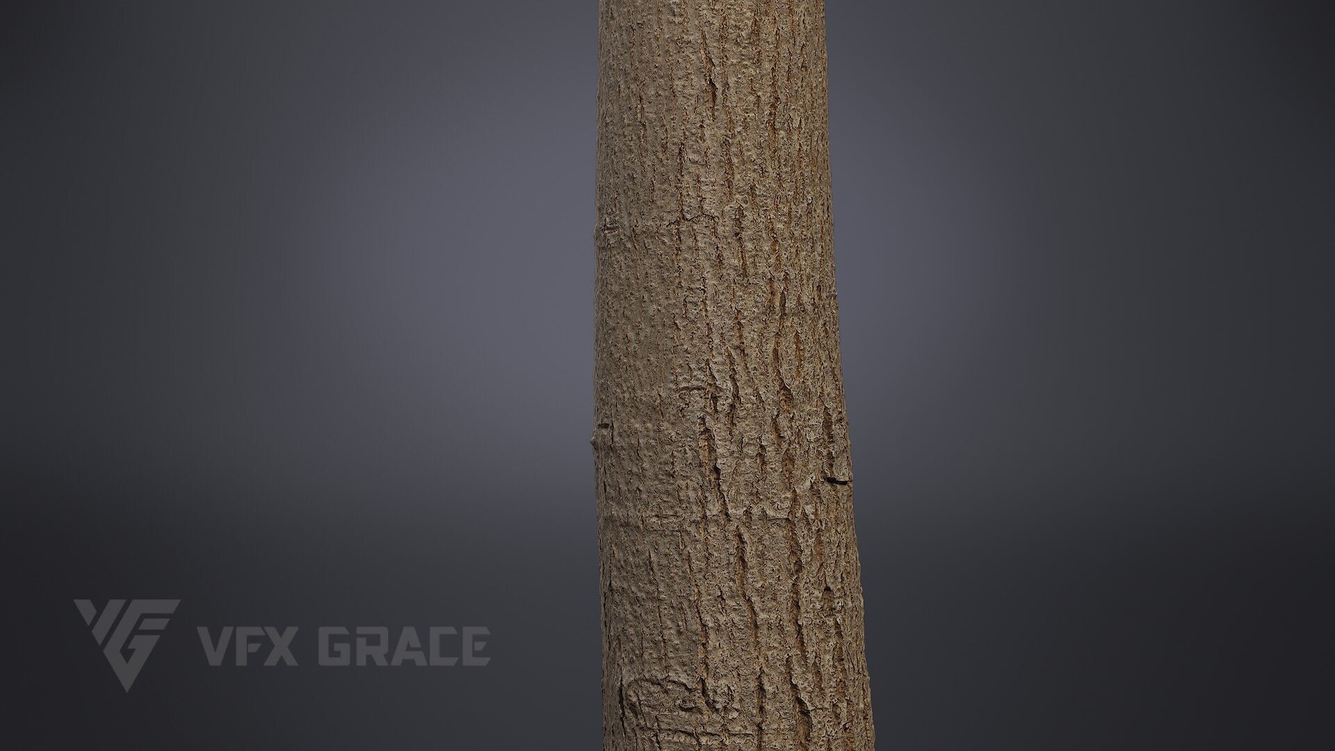 Walnut Tree 004 3D model_4