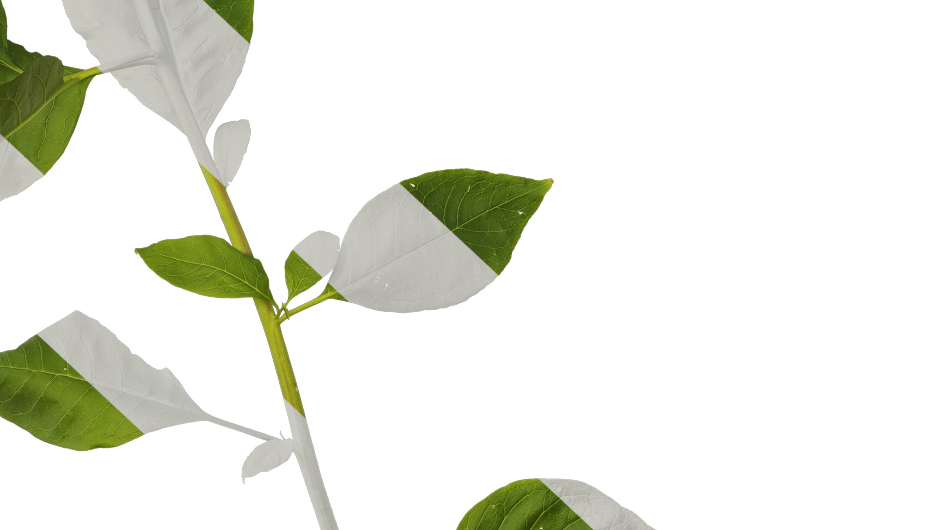 Anydrafts Phytolacca acinosa Atlas 10 Texture_6