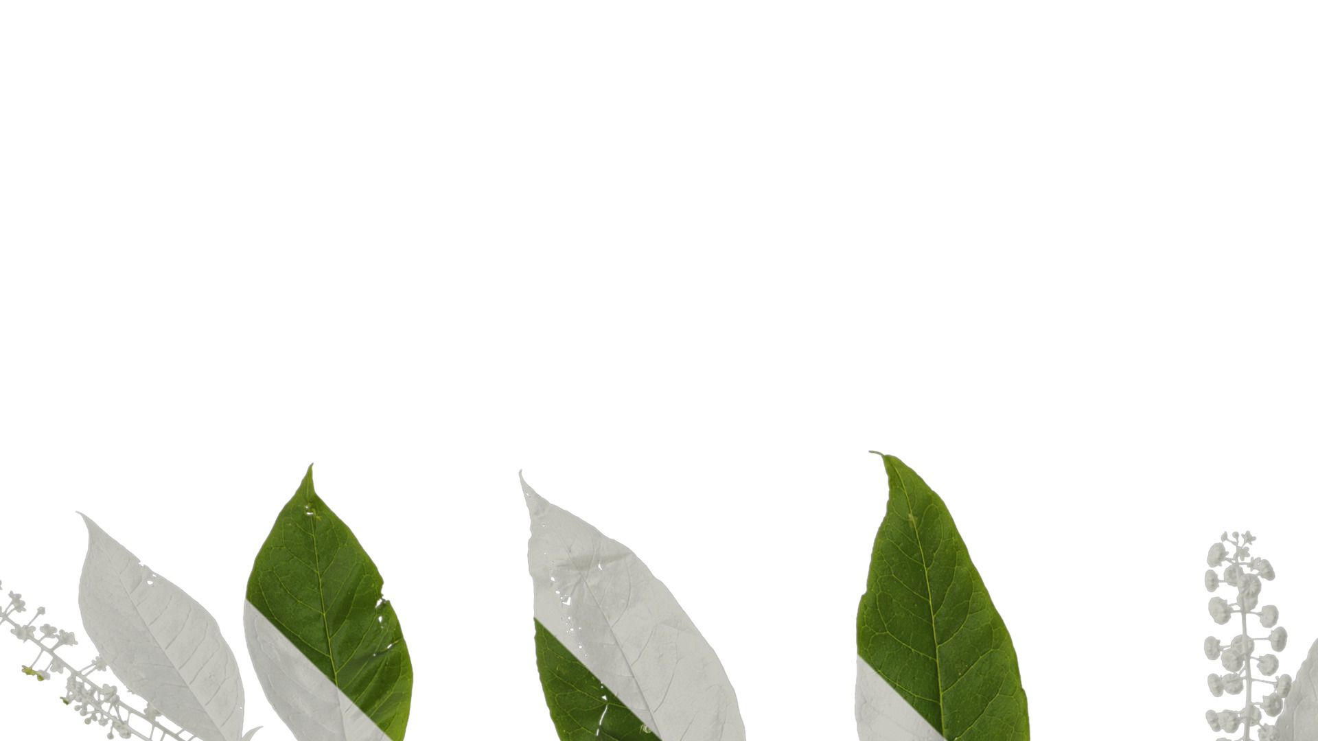 Anydrafts Phytolacca acinosa Atlas 10 Texture_1