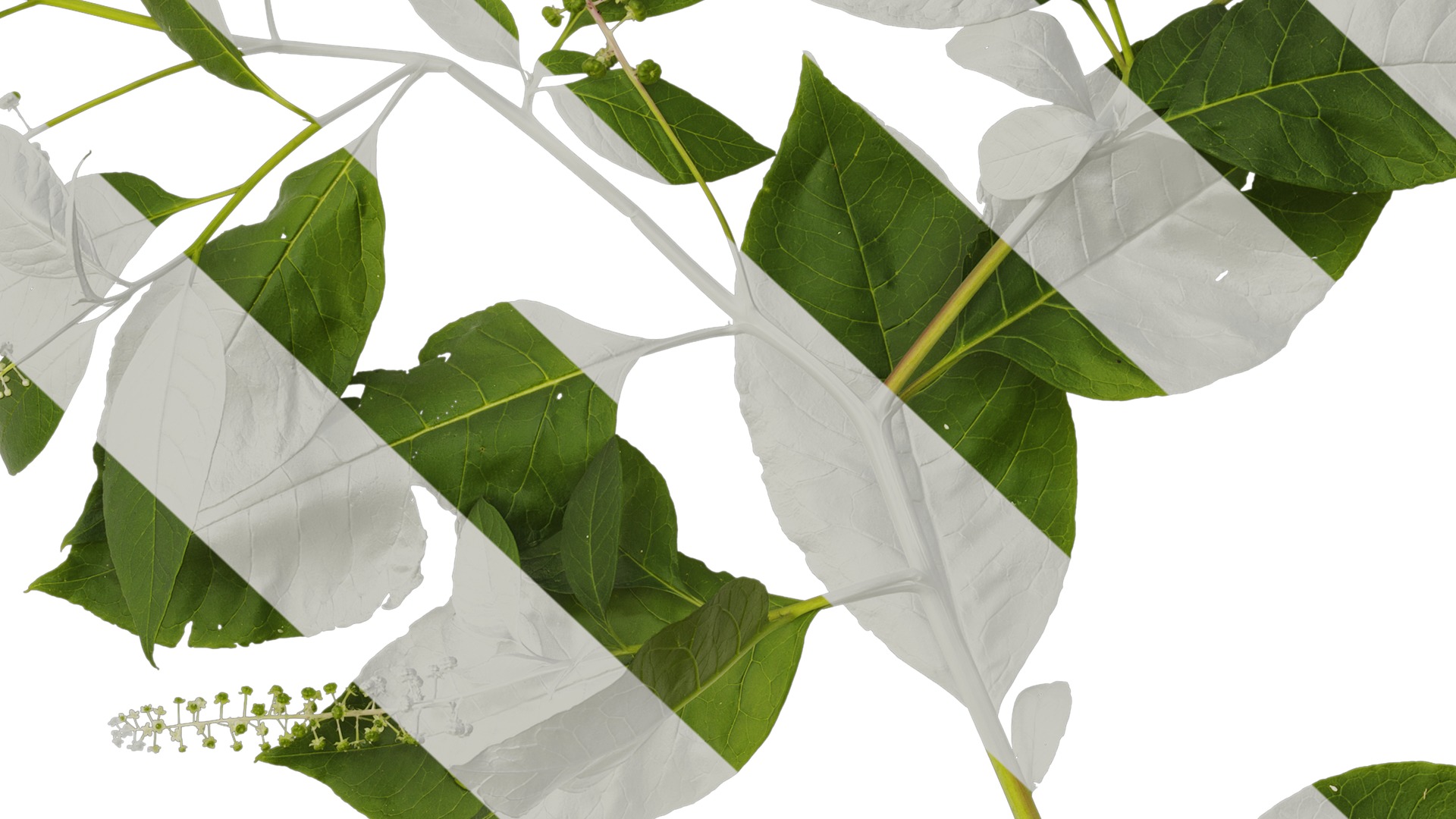 Anydrafts Phytolacca acinosa Atlas 10 Texture_7