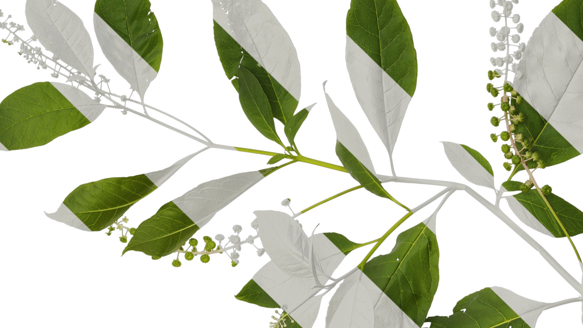 Anydrafts Phytolacca acinosa Atlas 10 Texture_3