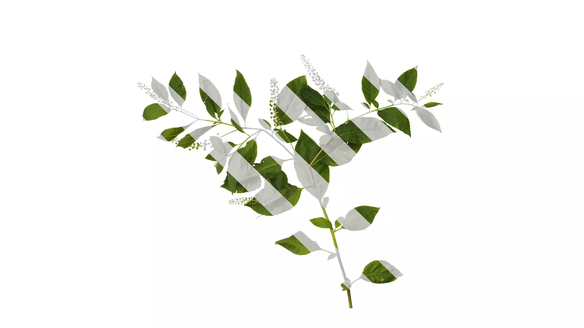 Anydrafts Phytolacca acinosa Atlas 10 Texture_0