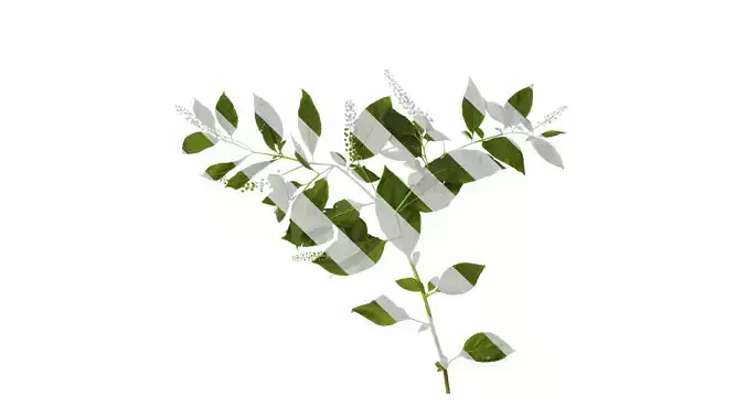 Anydrafts Phytolacca acinosa Atlas 10